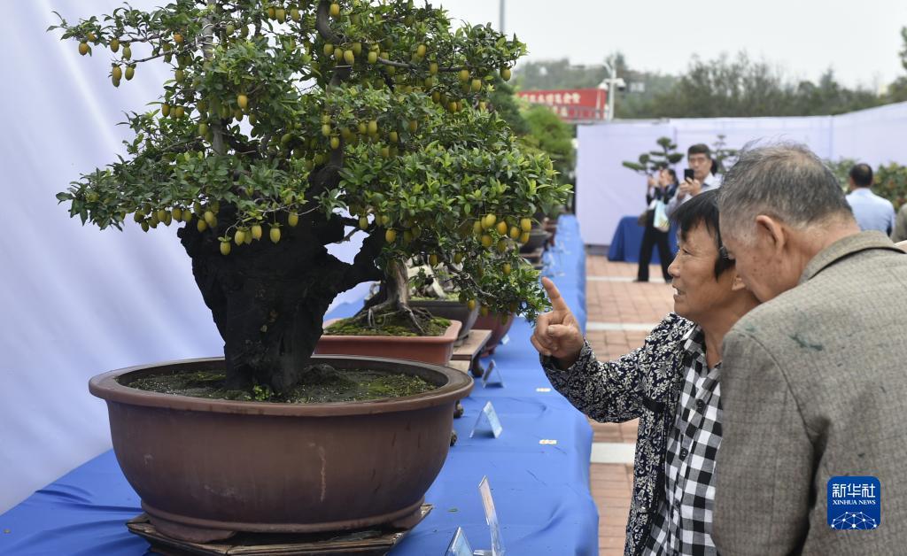 苹果机老虎机